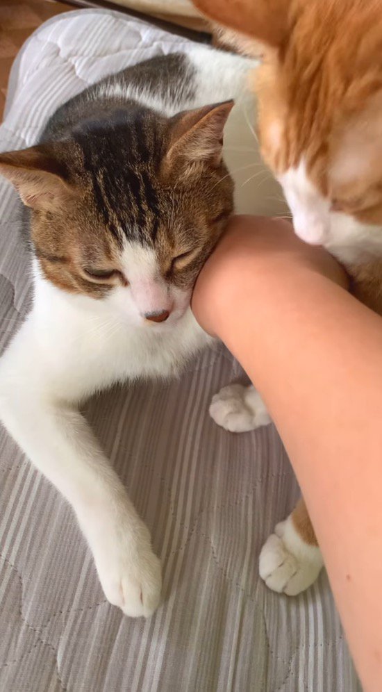 2頭の猫の間に手を入れる飼い主