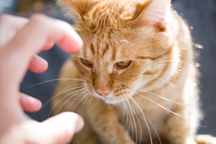 にらみつける猫