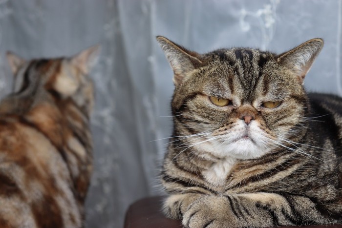 気に入らない顔の猫