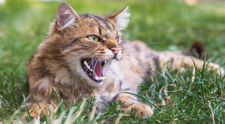 凛々しく威嚇する猫