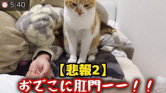 人の顔に座る猫