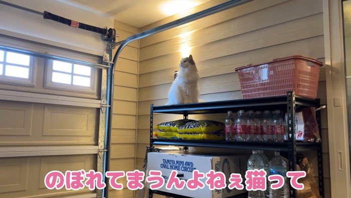 棚の上にいる猫