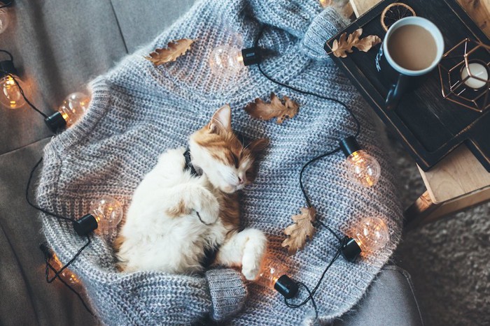 飼い主の服の上で眠る首輪を付けた猫