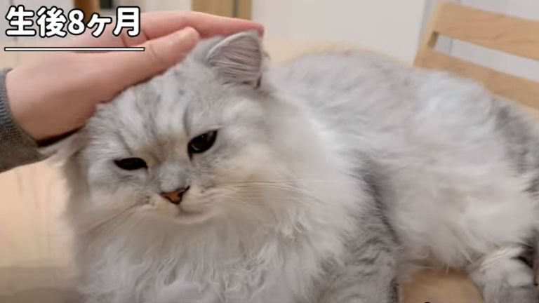 頭を撫でられる子猫