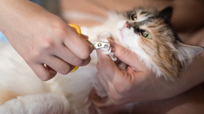 飼い主に爪を切られている猫