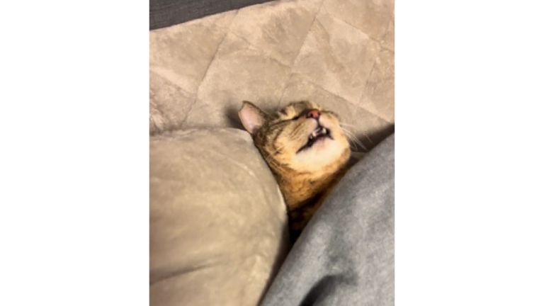 こたつで眠る猫