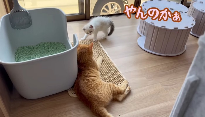 やんのかぁ