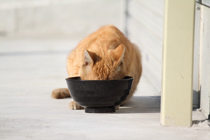 餌を食べる猫