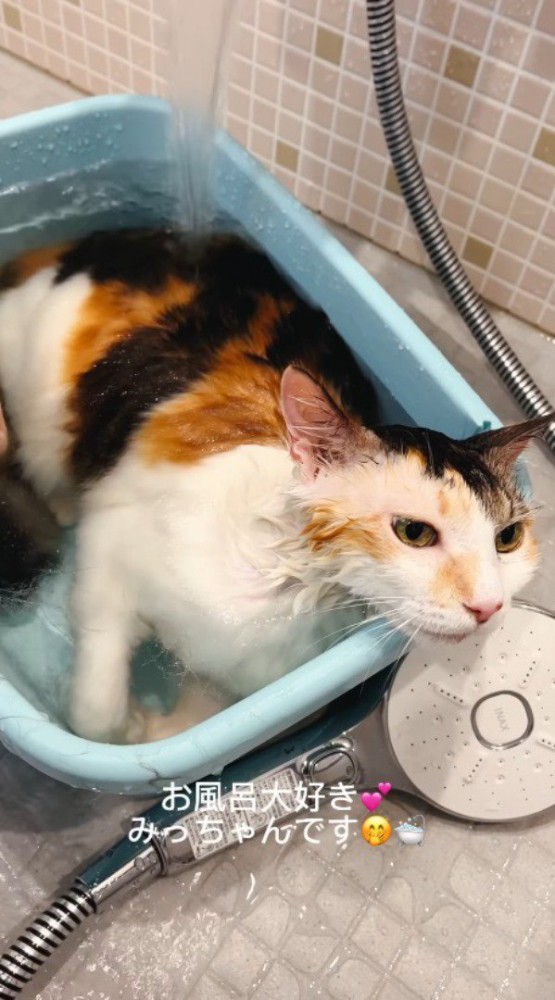お湯の入ったバスタブに浸かっている三毛猫