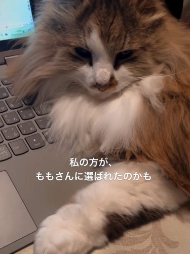 パソコンのキーボードの上に乗る猫