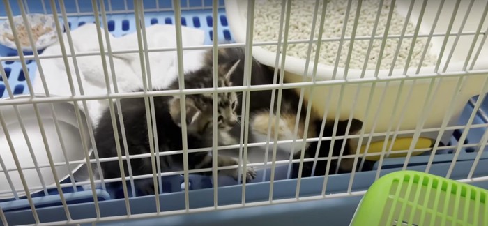ケージの中の子猫