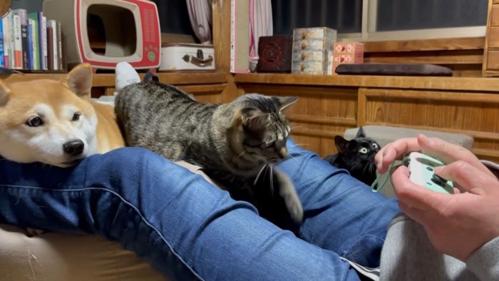 ゲームをする人と犬と猫2