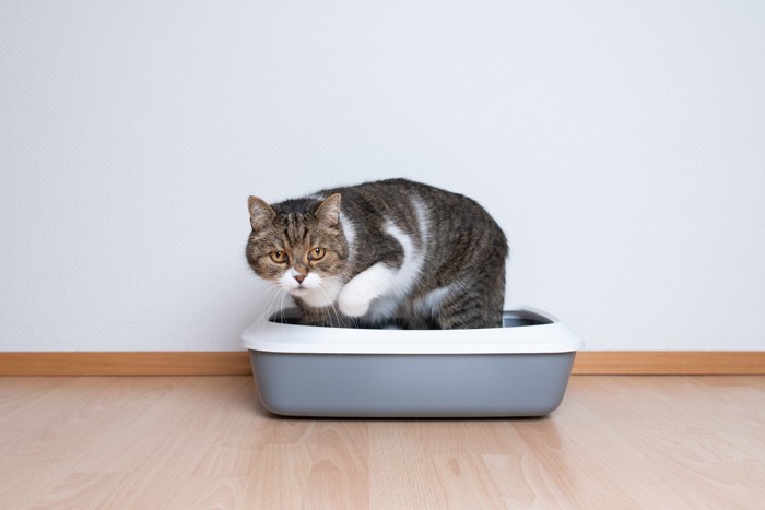 トイレで困る猫