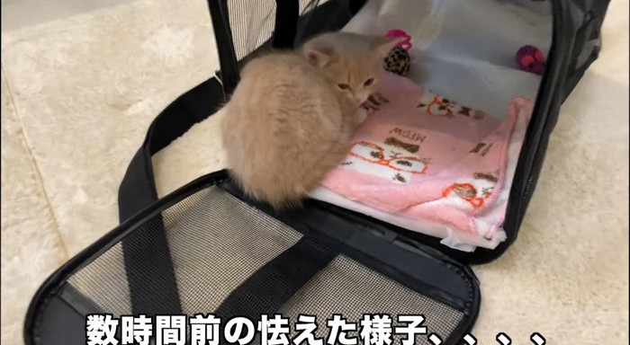 キャリーの中の猫