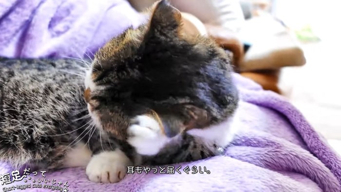 耳を前足でかく猫