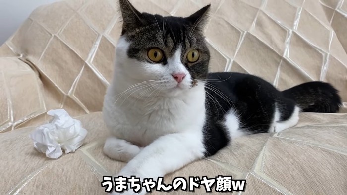 目を丸くして座る猫