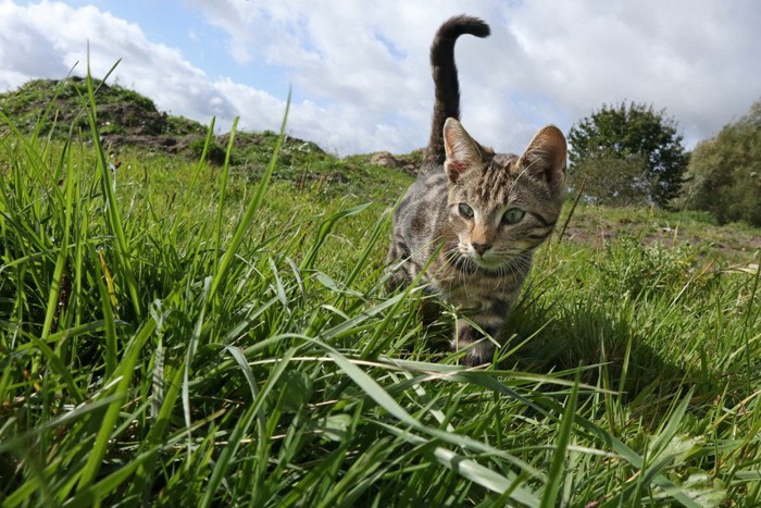 草原を歩く猫