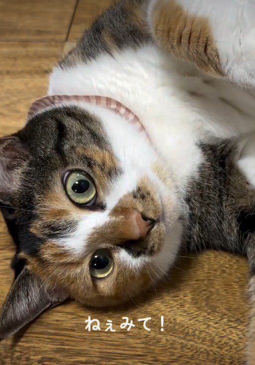 床に寝そべっている猫