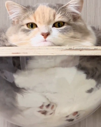 ドアップで撮られる猫