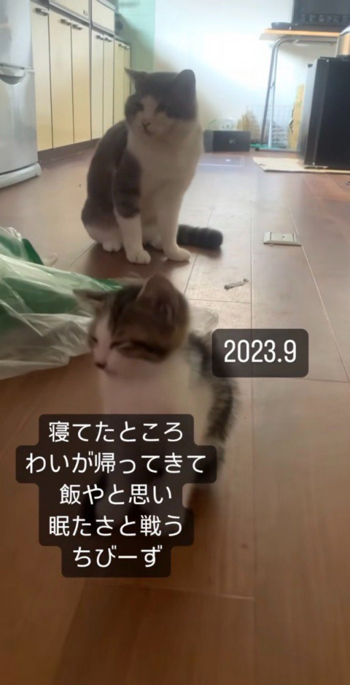 目が開いてない子猫