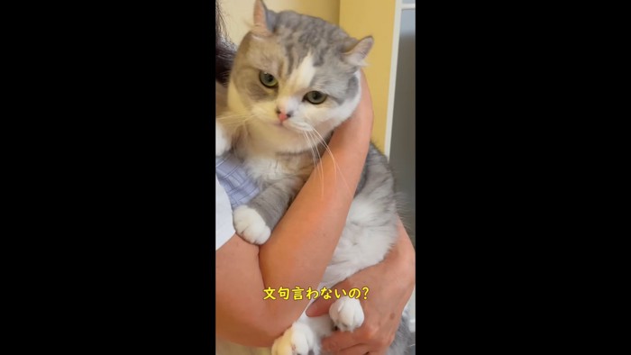 強者を知る猫