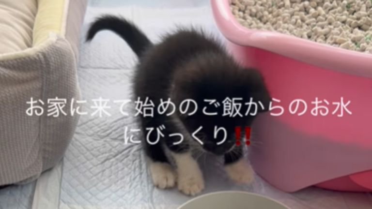 水に驚いている子猫