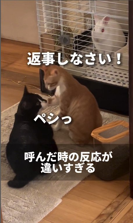 顔を叩かれる猫