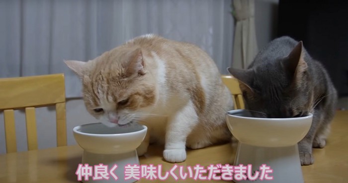 食べる二匹2