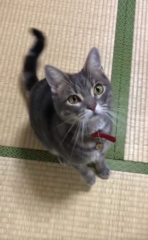 畳の上でお座りをしている画面右側を見つめる猫