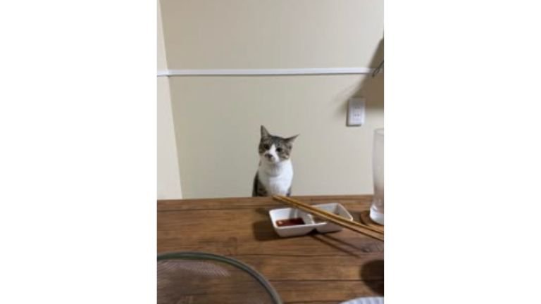 食卓にいた猫