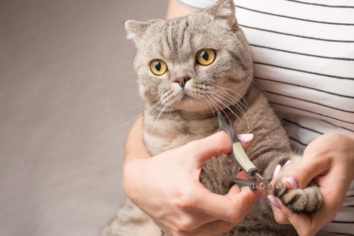 爪切りされる猫