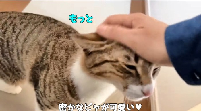 撫でられる猫