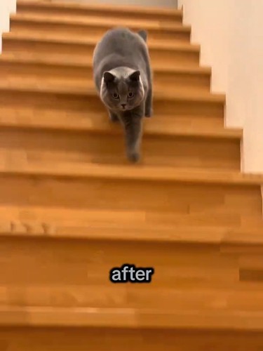 左前足を伸ばして階段を下りる猫