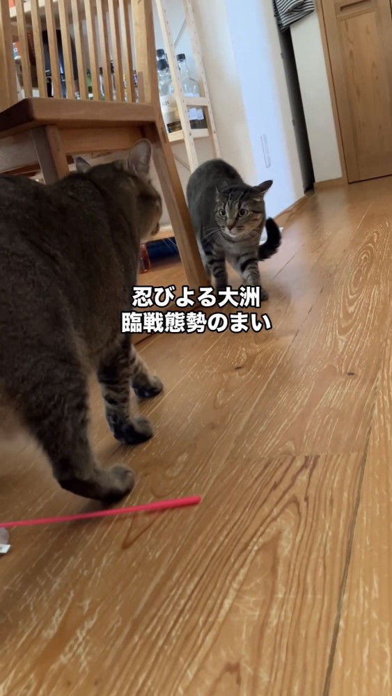 にらみ合う2匹の猫