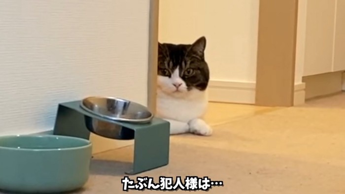 顔だけ出して見ている猫