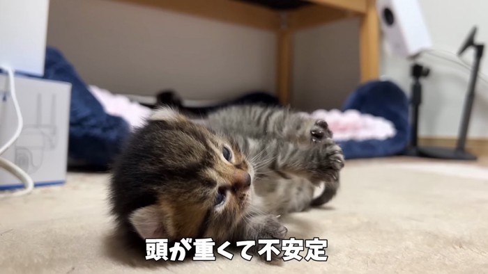 ころんだ子猫