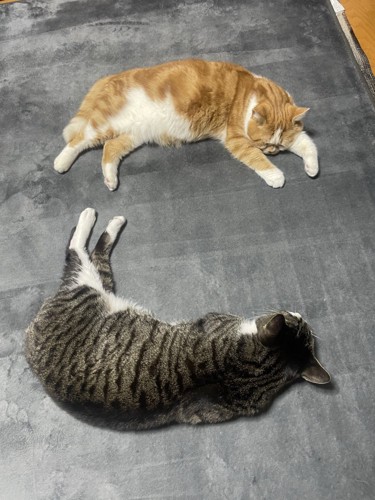 「こ」の形で寝る猫