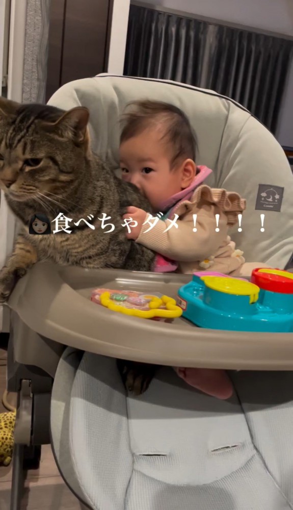 猫の背中にかぶりつきながらこちらを見る赤ちゃん