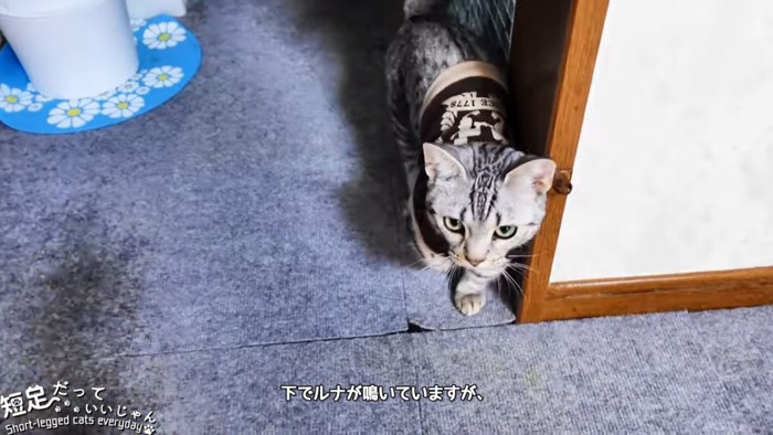 服を着た子猫