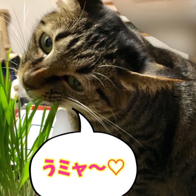 食べる猫