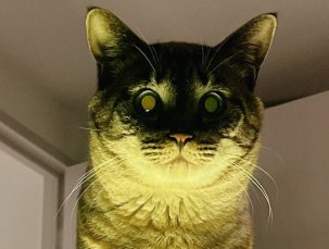 猫の顔部分