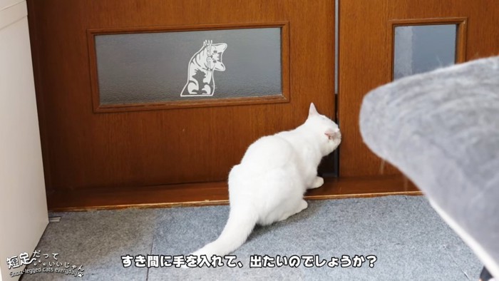 開いたドアの隙間をのぞく猫の後ろ姿