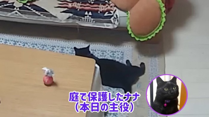 寝そべる黒猫