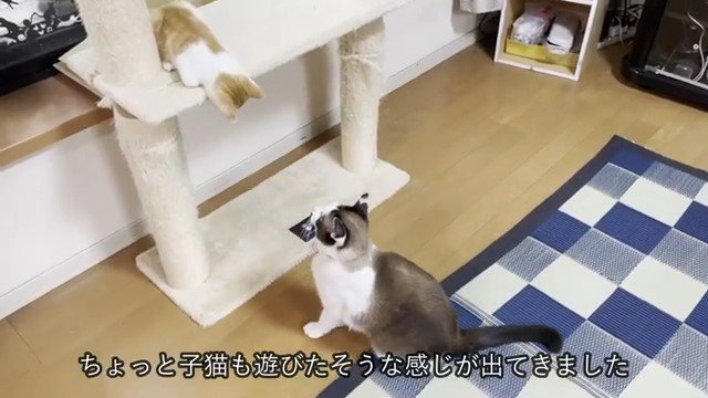 キャットタワーから下を覗き込む子猫を見る猫