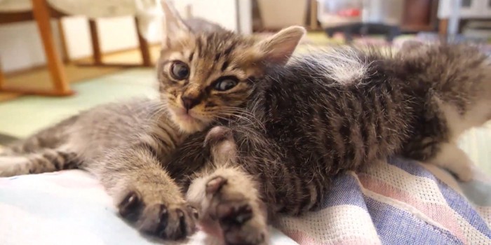 カメラ目線の猫