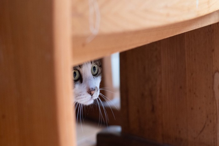 椅子の下に隠れる猫