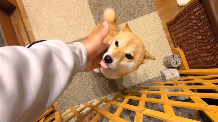 柴犬