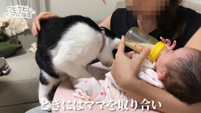 ママに甘える猫