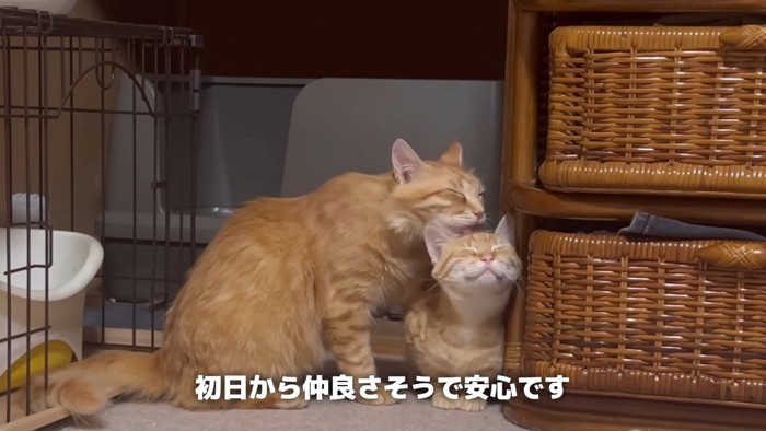 毛づくろいする猫とされる猫