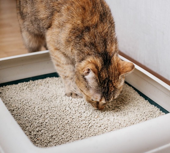 トイレのにおいを嗅ぐ猫